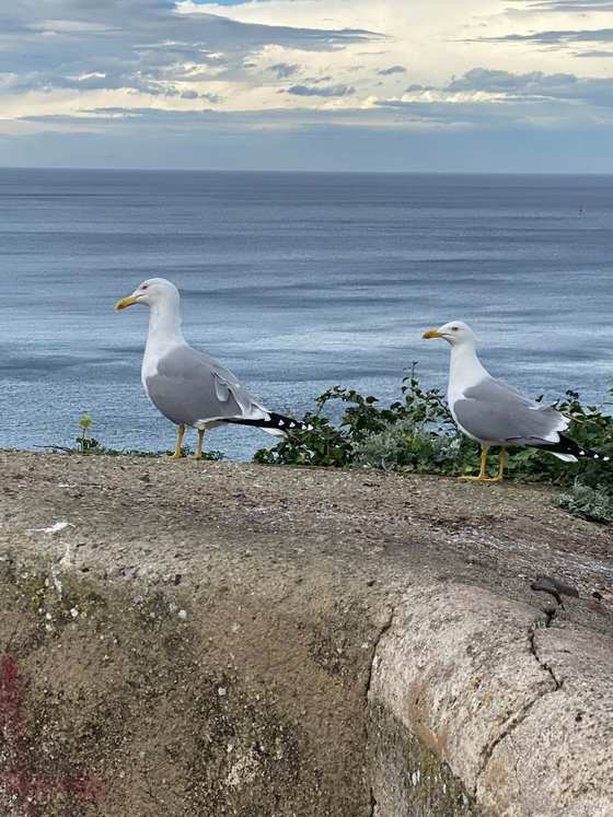 Due gabbiani su un muretto di pietra davanti al mare aperto