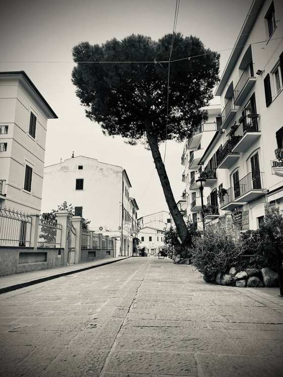 Una via del centro di Marina di Campo in bianco e nero, con un pino inclinato sopra la strada